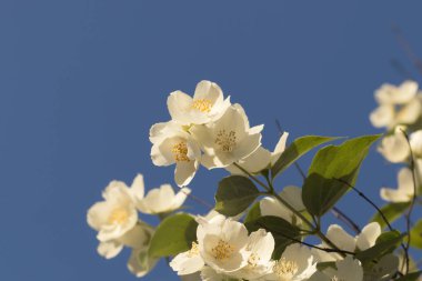 Kopya alanı ile mavi gökyüzüne karşı Yasemin çiçekler. Fragnant yaz çiçeği