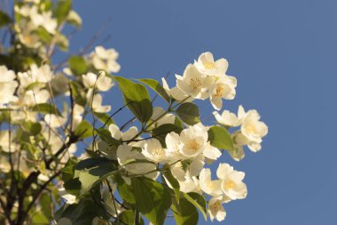 Yasemin dal mavi gökyüzüne karşı. Fragnant yaz çiçeği