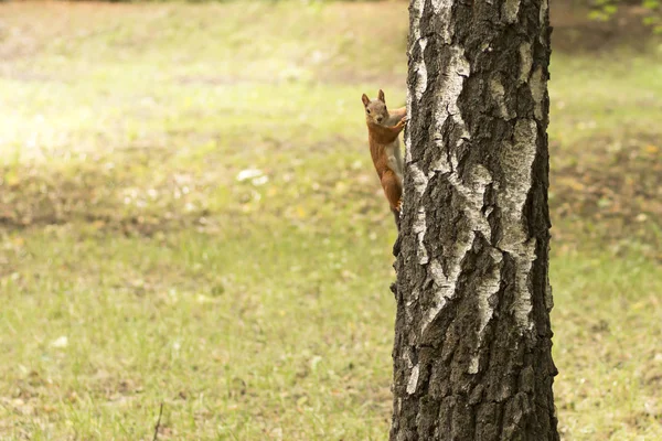 有趣的可爱的松鼠看着你从一棵白杨树 松鼠在夏林 选择焦点 — 图库照片