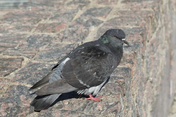 Haustaube Felsentaube Auf Der Steinernen Parkmauer — Stockfoto