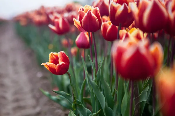 Tulpenfeld Den Niederlanden — Stockfoto