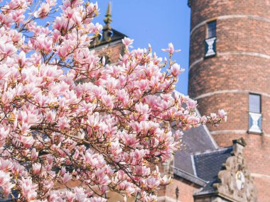 Eski kule Groningen bahar Manolya çiçeği ile. Beau