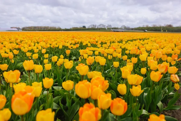 Schönes Feld mit gelben Tulpen in den Niederlanden im Frühling. — Stockfoto