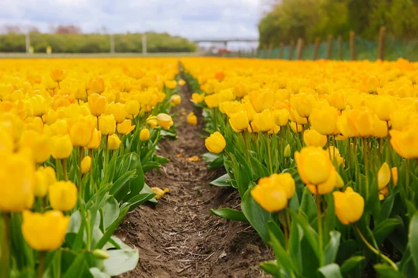 Schönes Feld mit gelben Tulpen in den Niederlanden im Frühling — Stockfoto