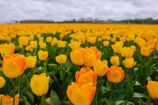 Fantastisch schönes Feld mit gelben Tulpen in den Niederlanden — Stockfoto