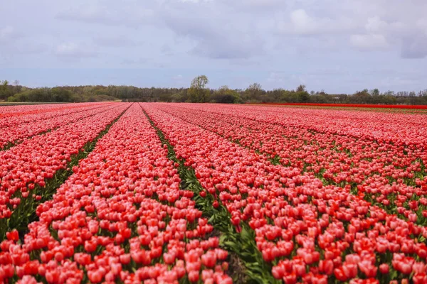 Schönes Feld mit roten Tulpen in den Niederlanden im Frühling. bl — Stockfoto