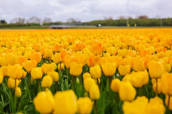 Schönes Feld mit gelben Tulpen in den Niederlanden im Frühling. — Stockfoto