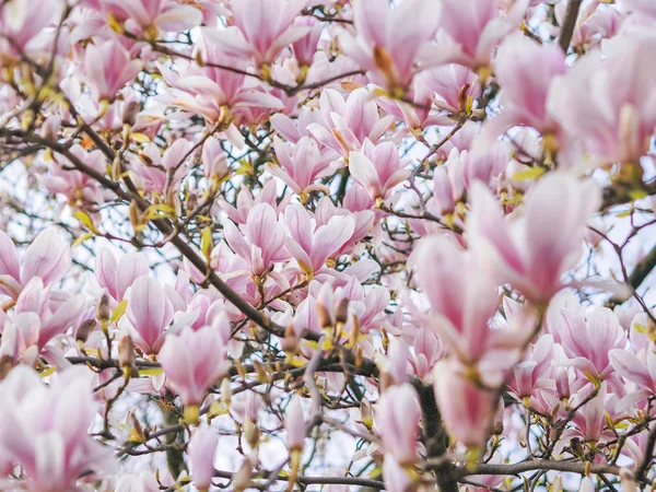 Beautiful flowering Magnolia pink blossom tree. — Stock Photo, Image