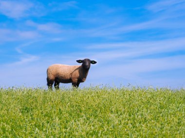 T taze yeşil çayır üzerinde sevimli küçük kuzu ve koyun sürüsü