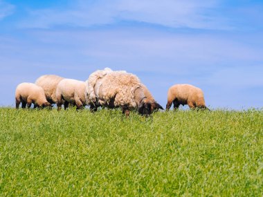 T taze yeşil çayır üzerinde sevimli küçük kuzu ve koyun sürüsü