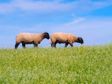 T taze yeşil çayır üzerinde sevimli küçük kuzu ve koyun sürüsü