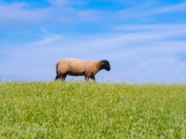 T taze yeşil çayır üzerinde sevimli küçük kuzu ve koyun sürüsü