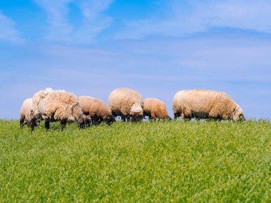 T taze yeşil çayır üzerinde sevimli küçük kuzu ve koyun sürüsü