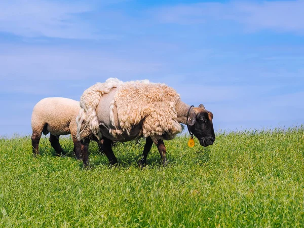 T taze yeşil çayır üzerinde sevimli küçük kuzu ve koyun sürüsü