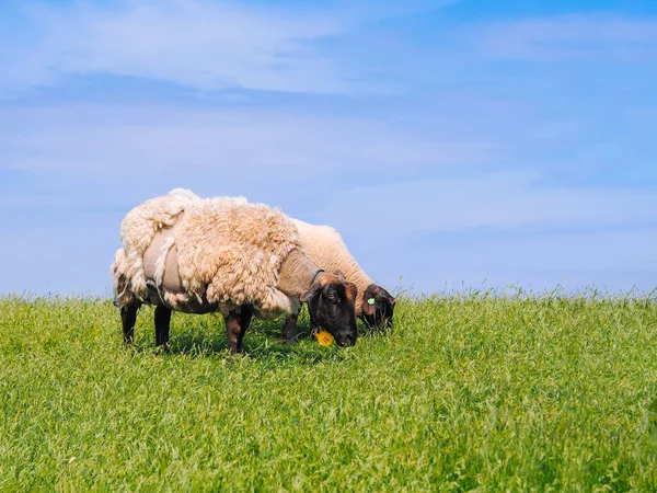 A herd of cute little lambs and sheep on fresh green meadow in t — Stock Photo, Image