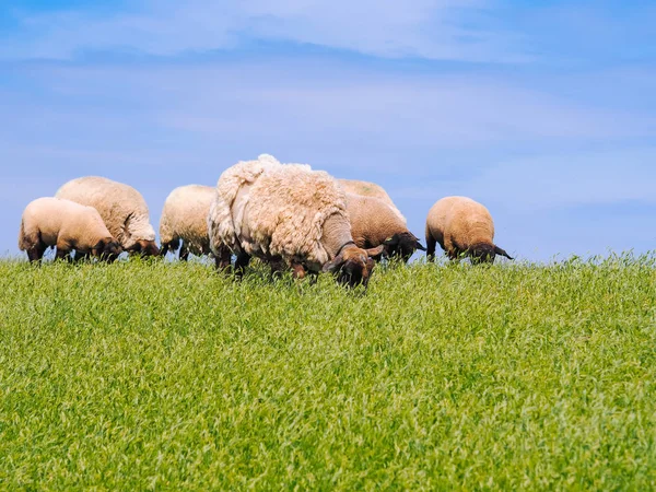 T taze yeşil çayır üzerinde sevimli küçük kuzu ve koyun sürüsü