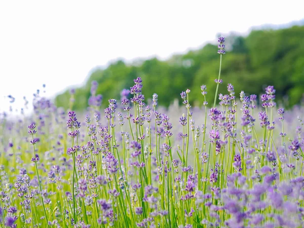 Campo Lavanda Violeta Florescendo Luz Solar Verão Mar Lilás Flores — Fotografia de Stock