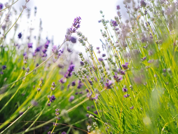 Campo Lavanda Violeta Florescendo Luz Solar Verão Mar Lilás Flores — Fotografia de Stock