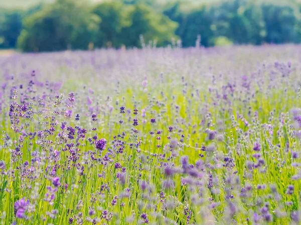 Campo Lavanda Violeta Florescendo Luz Solar Verão Mar Lilás Flores — Fotografia de Stock