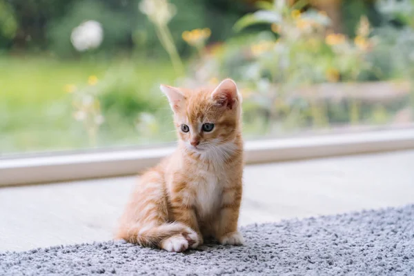 Şirin Kırmızı Kedi Arka Planda Penceresi Olan Ahşap Zeminde Kal — Stok fotoğraf