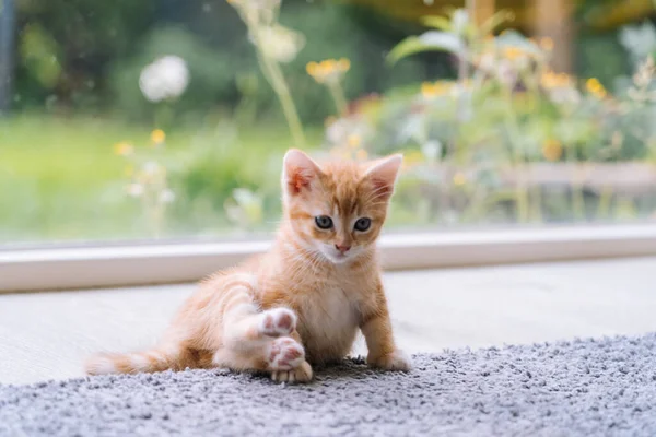 Şirin Kırmızı Kedi Arka Planda Penceresi Olan Ahşap Zeminde Kal — Stok fotoğraf