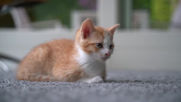 Niedliche Kleine Rote Katze Schläft Auf Holzboden Mit Fenster Hintergrund — Stockvideo