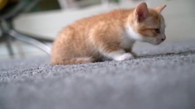 Arka plandaki pencerenin yanındaki sarı sandalyede oturan sevimli kırmızı kedi. Küçük tatlı kırmızı kedicik. Evde uzun saçlı kızıl kedi yavrusu oynuyor. Şirin, komik ev hayvanları. Evcil hayvan ve yavru kediler