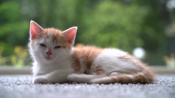 Niedliche Kleine Rote Katze Schläft Auf Holzboden Mit Fenster Hintergrund — Stockvideo