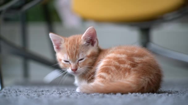 可爱的小红猫睡在木制地板上 背景上有窗户 年轻可爱的小红猫 长毛生姜猫在家里玩耍 有趣的家养宠物 家养的动物和幼猫 4K视频 — 图库视频影像