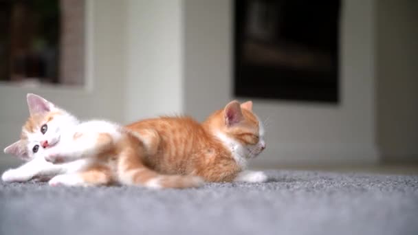 Lindo Gato Rojo Durmiendo Suelo Madera Con Ventana Fondo Joven — Vídeos de Stock