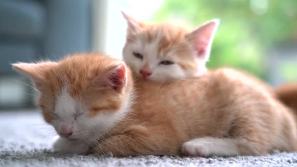 Niedliche Kleine Rote Katze Schläft Auf Holzboden Mit Fenster Hintergrund — Stockvideo
