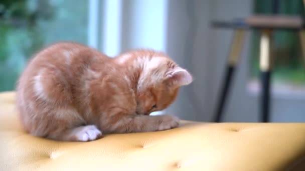 Schattig Klein Rood Katje Zittend Gele Stoel Bij Het Raam — Stockvideo