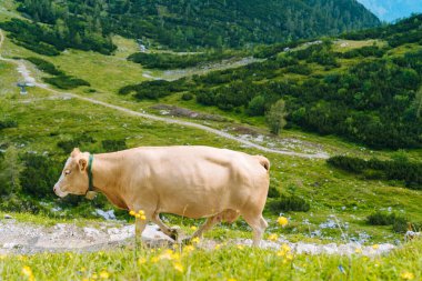 İnek ve buzağı yaz aylarını Alplerdeki bir çayırda geçirirler. Otlakta bir sürü inek var. Alplerdeki yeşil tepelerde Avusturyalı inekler. Bulutlu güneşli bir günde Alp manzarası. İnek Alpler boyunca yolda duruyor. 