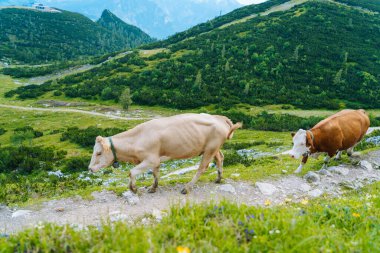 İnek ve buzağı yaz aylarını Alplerdeki bir çayırda geçirirler. Otlakta bir sürü inek var. Alplerdeki yeşil tepelerde Avusturyalı inekler. Bulutlu güneşli bir günde Alp manzarası. İnek Alpler boyunca yolda duruyor. 