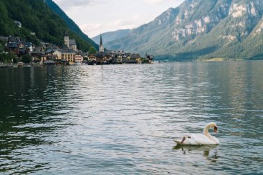 Avusturya, Hallstatt UNESCO tarihi köyü. Ünlü Alpler 'in manzaralı resimli kartpostal görüntüsü yaz aylarında güzel bir ışıkla Avusturya Alpleri' ndeki dağ köyüne gidiyor. Gölde kuğular