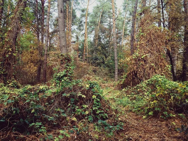 Otoño Caminando Madera Ucraniana — Foto de Stock