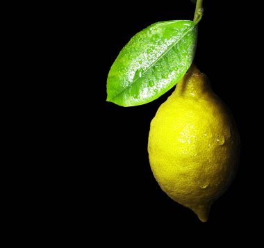 Olgunlaşma ile siyah bir arka plan üzerine limon şube