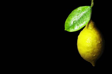 Olgunlaşma ile siyah bir arka plan üzerine limon şube