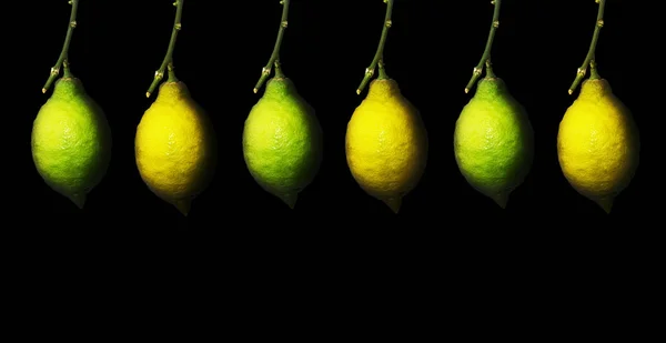 Olgunlaşma Ile Siyah Bir Arka Plan Üzerine Limon Şube — Stok fotoğraf
