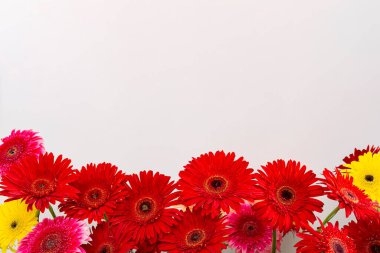 Beyaz arka planda alttan serilmiş narin, güzel Gerbera çiçeği, düz ve üst görünüm, metin için yer ile yakın plan. 8 Mart 'lı tebrik kartı konsepti, kadınlar günü, mutlu yıllar.