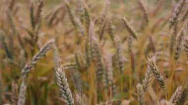 Buğday tarlası. Buğday kulakları yakında. Hasat ve hasat konsepti.