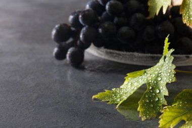 Cam bir kasede şarap üzümleri ve yağmurdan sonra masada ıslak üzüm yaprakları. Koyu arkaplan.