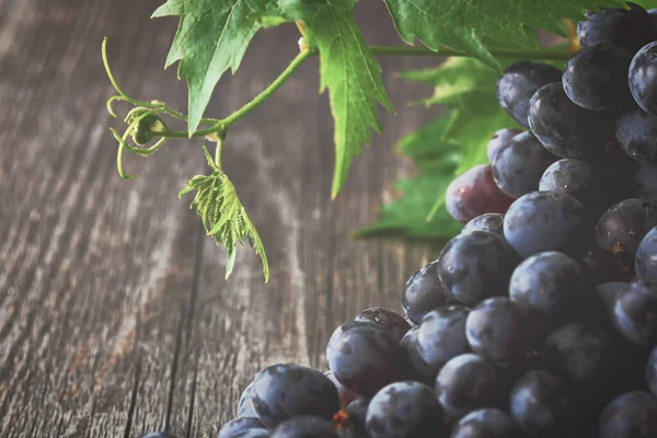 Koyu arkaplanda kırmızı şarap üzümü / mavi üzüm / şarap üzümü.