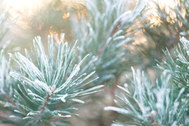 Mutlu Noeller ve mutlu yıllar. Noel arkaplanı, batan güneşin ışınlarıyla kaplanmış köknar dallarıyla dolu. Mutlu noel tebrik kartı, çerçeve, bayrak.