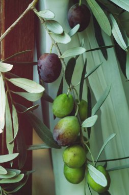 Zeytin ağacı dalının ayrıntıları. Yeşil zeytin, meyve ve yaprakların seçici bir şekilde yakınlaştırılması. Açık havada.