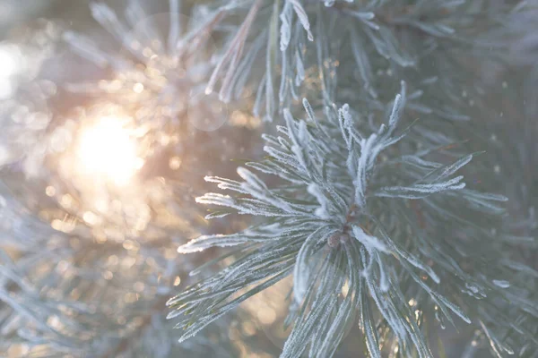 Mutlu Noeller ve mutlu yıllar. Noel arkaplanı, batan güneşin ışınlarıyla kaplanmış köknar dallarıyla dolu. Mutlu noel tebrik kartı, çerçeve, bayrak.