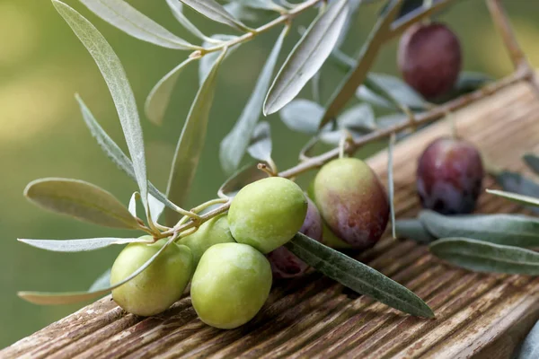 Detalle Rama Olivo Primer Plano Las Aceitunas Verdes Frutas Hojas — Foto de Stock