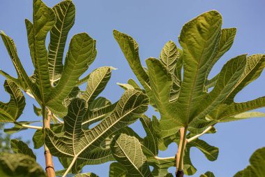 İncir ağacının dalındaki incirler. Parlak güneşli bir gün.