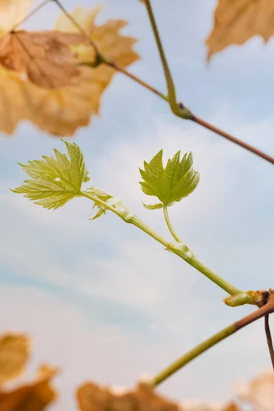 Druiventak Met Verse Groene Bladeren Oude Droge Gele Bladeren Tegen — Stockfoto