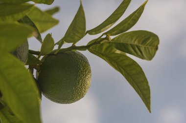 Meyveli Mandarin ağacı. Taze yeşil mandallı ve yapraklı bir dal. Satsuma ağacı resmi.